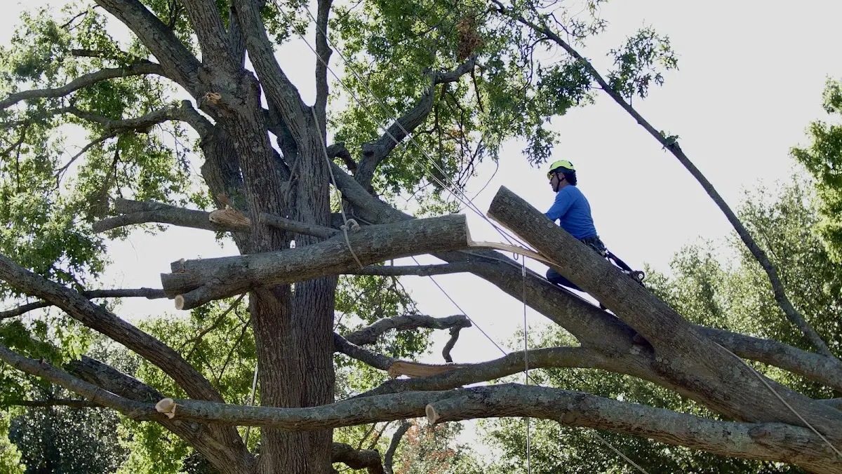 Professional Crown Thinning performed by certified arborists in Grafton